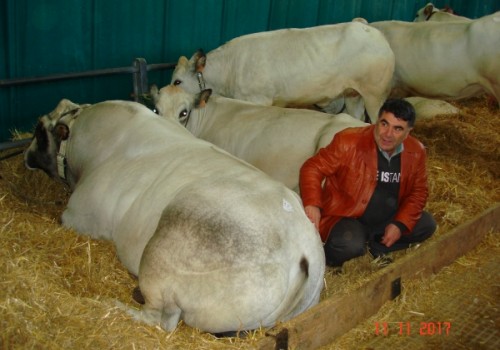Anaborapi Piemontese Sığırları Hakkında Teknik Bilgi